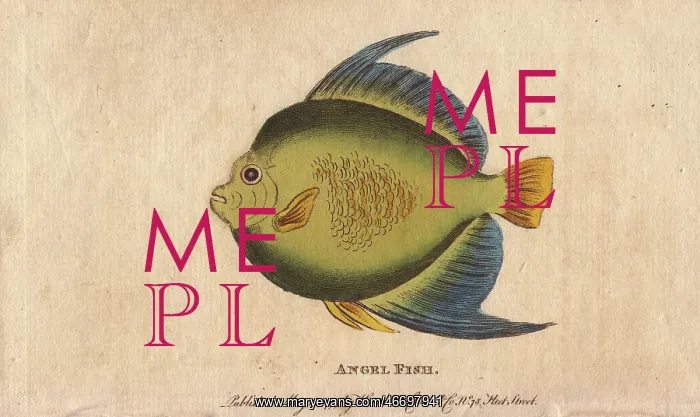 : Angel fish or monk fish, Pomacanthidae : Angel fish or monk fish, Pomacanthidae