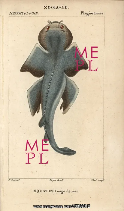 : Angel shark, Squatina squatina : Angel shark, Squatina squatina
