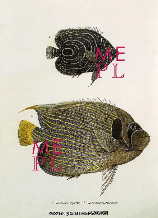  : Angelfish