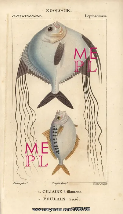 : Angelfish? and ponyfish, Leiognathus equulus? : Angelfish? and ponyfish, Leiognathus equulus?