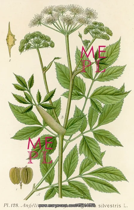  : ANGELICA SILVESTRIS