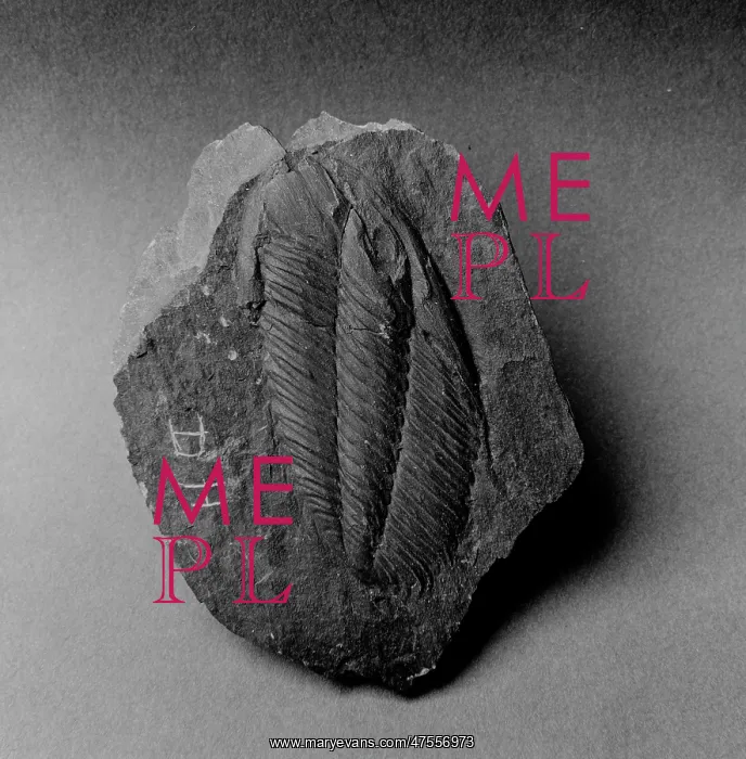 : Angelina, stretched trilobite : Angelina, stretched trilobite