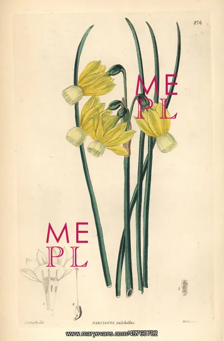 : Angel's tears daffodil, Narcissus triandrus : Angel's tears daffodil, Narcissus triandrus