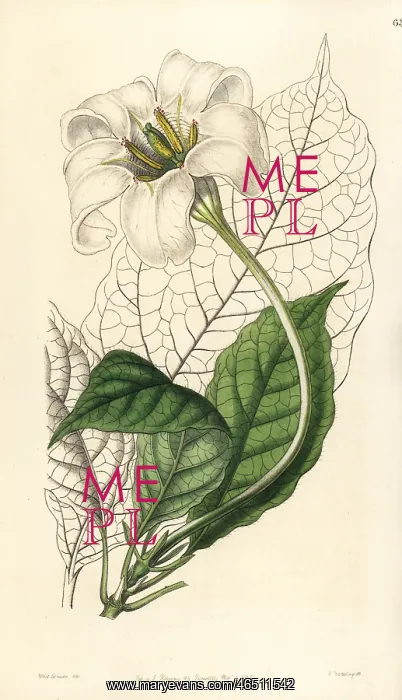 : Angel's trumpets, Euclinia longiflora : Angel's trumpets, Euclinia longiflora