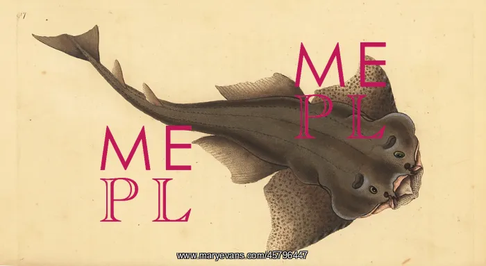 : Angelshark, Squatina squatina. Critically endangered : Angelshark, Squatina squatina. Critically endangered