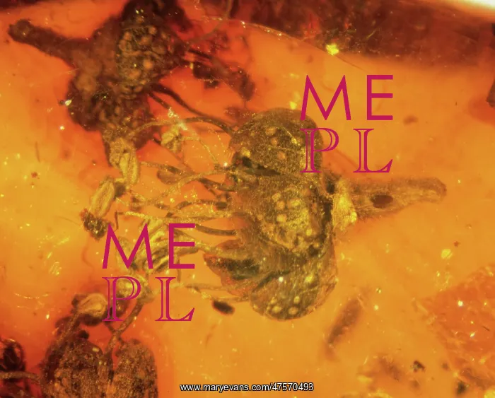 : Angiosperm flower in amber : Angiosperm flower in amber