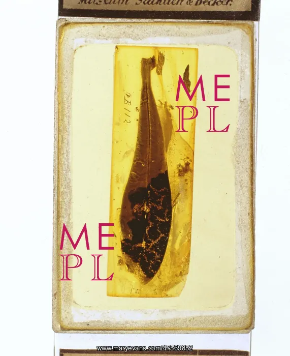 : Angiosperm leaf in Baltic amber : Angiosperm leaf in Baltic amber