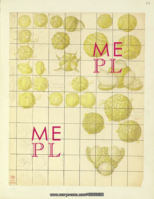 : Angiosperm pollen : Angiosperm pollen