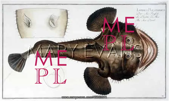 : ANGLER FISH / SEA DEVIL : ANGLER FISH / SEA DEVIL