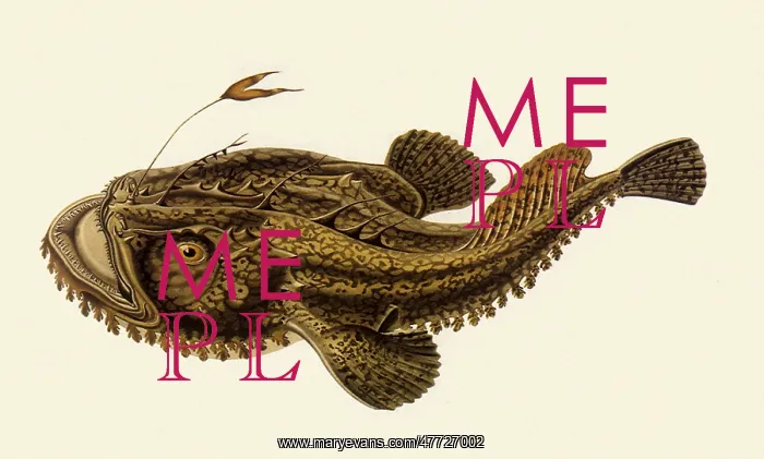  : Anglerfish, Lophius piscatorius