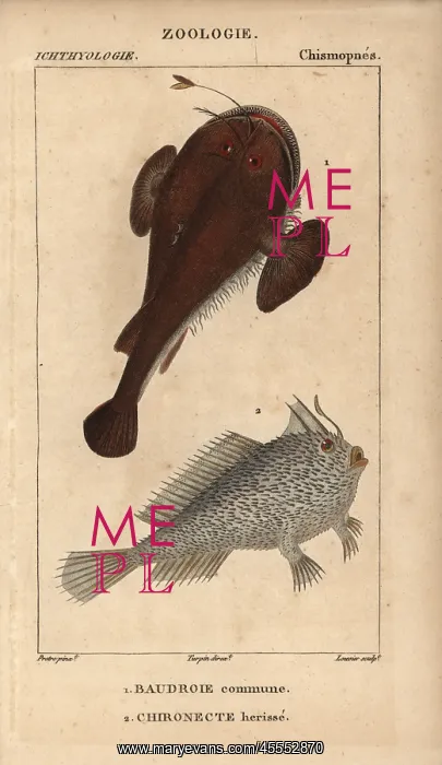 : Anglerfish, Lophius piscatorius, and spotted : Anglerfish, Lophius piscatorius, and spotted