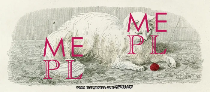 : ANGORA CAT : ANGORA CAT
