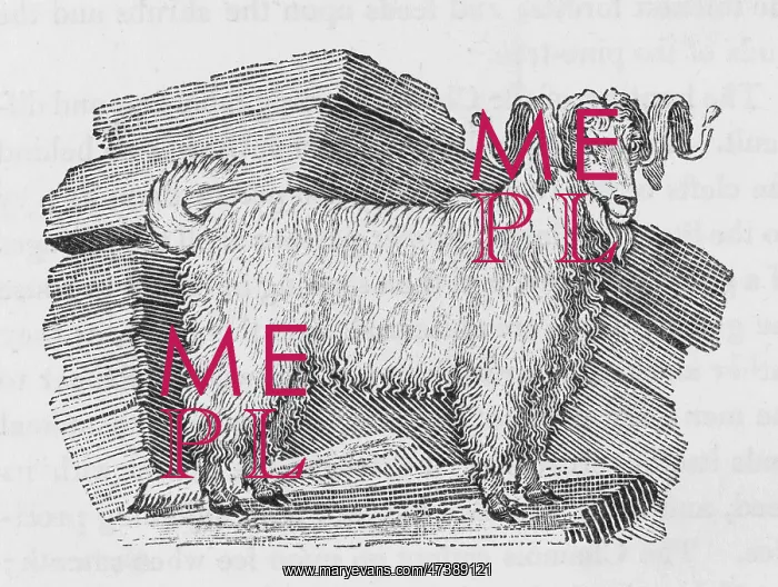 : ANGORA GOAT (BEWICK) : ANGORA GOAT (BEWICK)