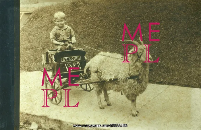 : Angora Goat pulling a child's cart : Angora Goat pulling a child's cart