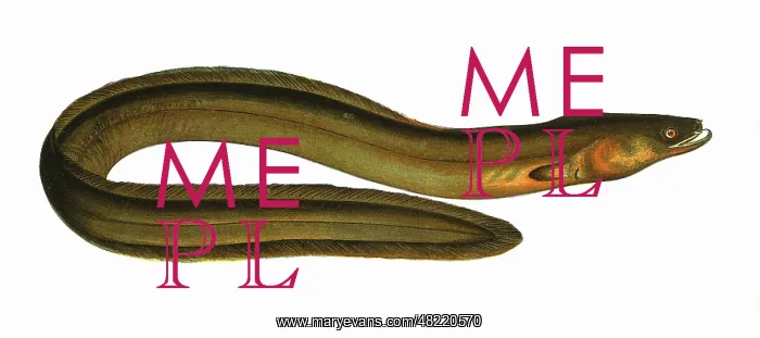 : Anguilla anguilla, or Broad-Nosed Eel : Anguilla anguilla, or Broad-Nosed Eel