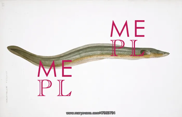 : Anguilla anguilla, freshwater eel : Anguilla anguilla, freshwater eel