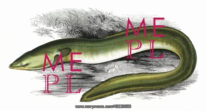 : Anguilla anguilla, or Sharp-Nosed Eel : Anguilla anguilla, or Sharp-Nosed Eel