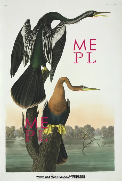 : Anhinga anhinga, Anhinga : Anhinga anhinga, Anhinga