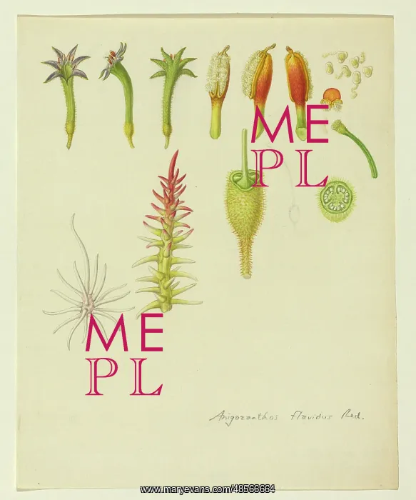 : Anigozanthos flavidus, Tall kangaroo paw : Anigozanthos flavidus, Tall kangaroo paw