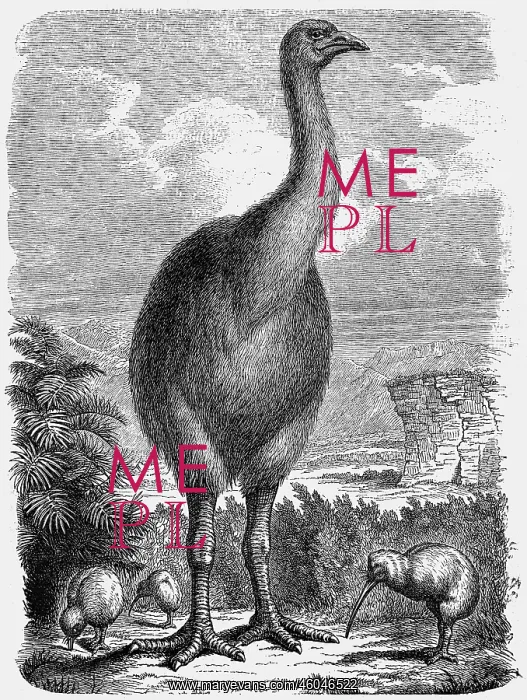 : animal, animals, birds, flightless birds, moas : animal, animals, birds, flightless birds, moas