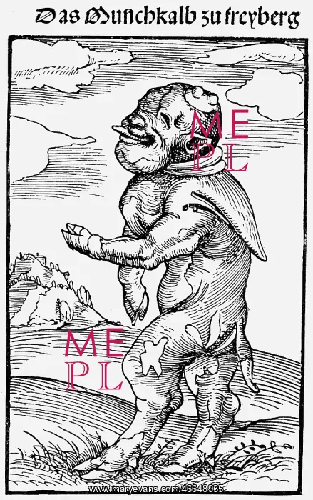 : animal, animals, cattle (Bos primigenus taurus) : animal, animals, cattle (Bos primigenus taurus)
