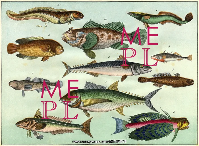 : animal, animals, fish, decorative lithograph : animal, animals, fish, decorative lithograph
