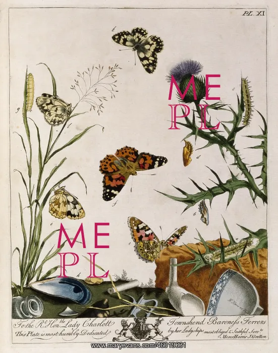 : animal, animals, image of butterflies, from Moses : animal, animals, image of butterflies, from Moses