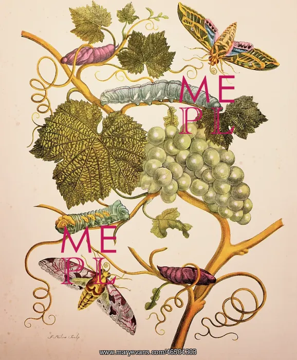 : animal, animals, insect, hawk moths, caterpillars : animal, animals, insect, hawk moths, caterpillars