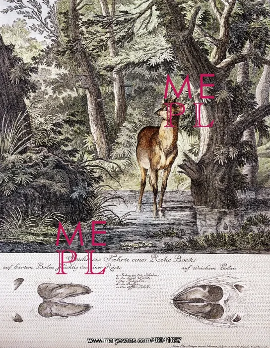: animal, animals, mammals, deer, roe deer (Capreolus : animal, animals, mammals, deer, roe deer (Capreolus