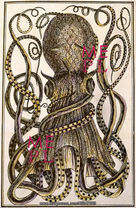 : animal, animals, mollusc, squids (Teuthida) : animal, animals, mollusc, squids (Teuthida)