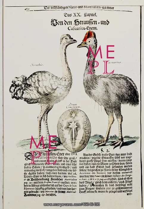 : animal, animals, Ostrich (Struthio camelus) and : animal, animals, Ostrich (Struthio camelus) and