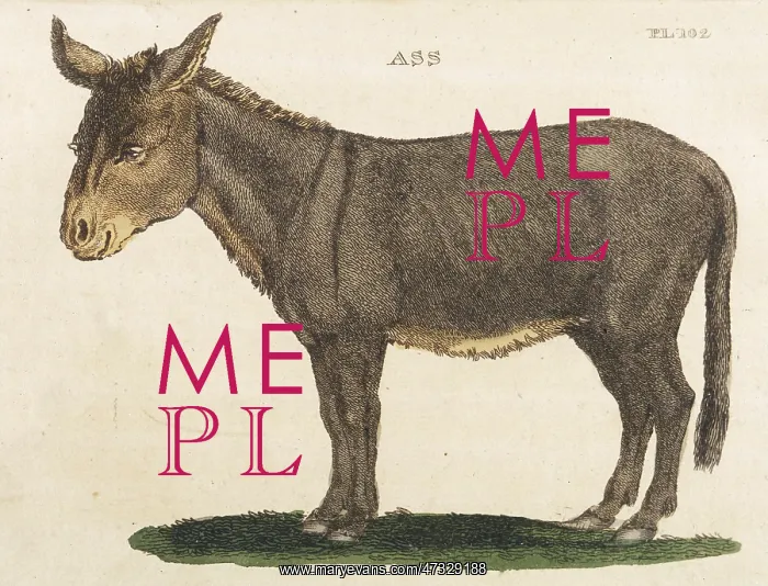  : ANIMAL / ASS 1811