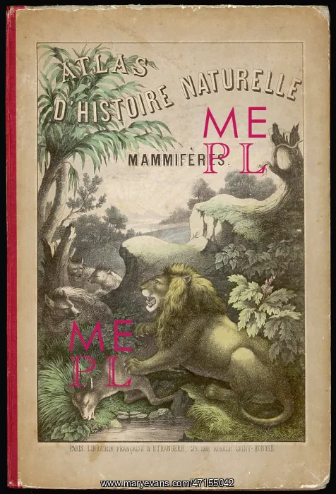 : Animal Atlas : Animal Atlas