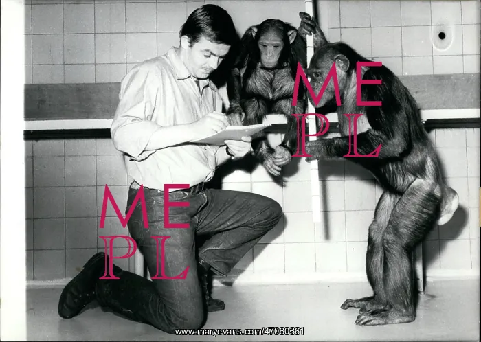: Animal caretaker with two chimpanzees : Animal caretaker with two chimpanzees