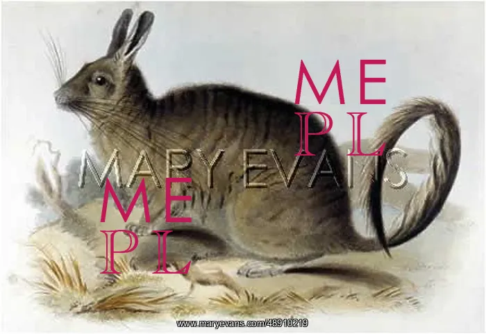 : ANIMAL / CHINCHILLA 1835 : ANIMAL / CHINCHILLA 1835