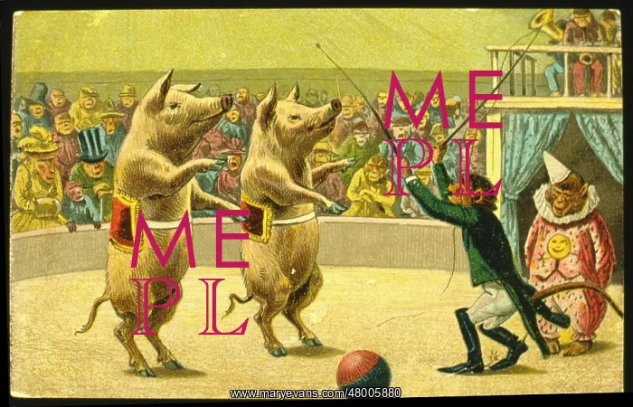  : Animal circus with two performing pigs