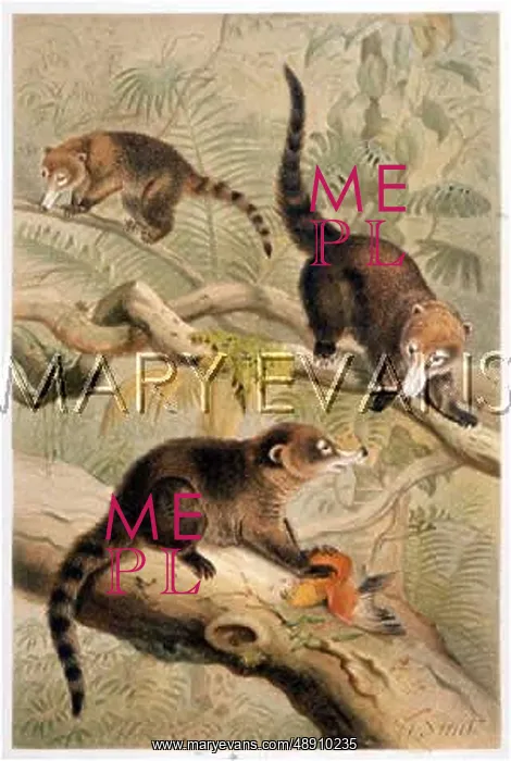  : ANIMAL / COATI 19C