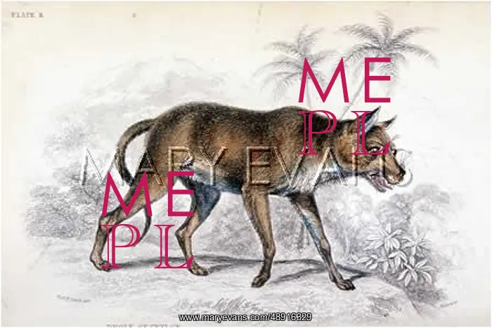  : ANIMAL / DHOLE / CEYLON 1839
