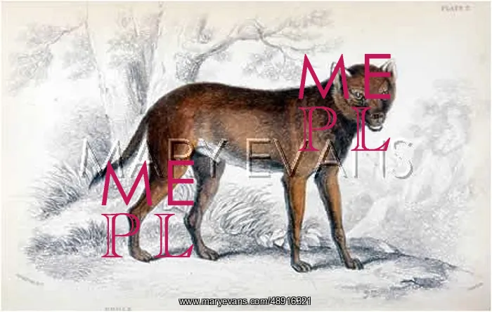  : ANIMAL / DHOLE / SCYLAX 1839