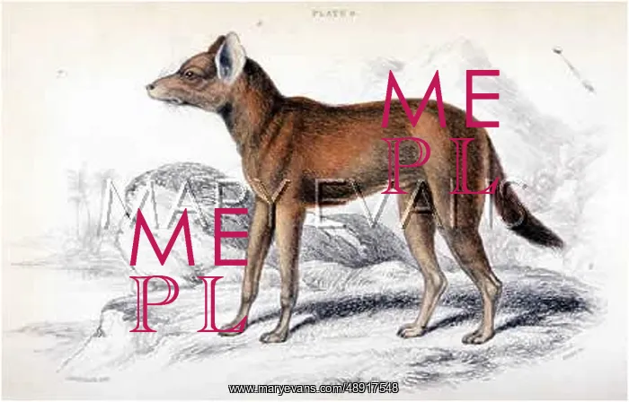  : ANIMAL / DHOLE SUMATRA
