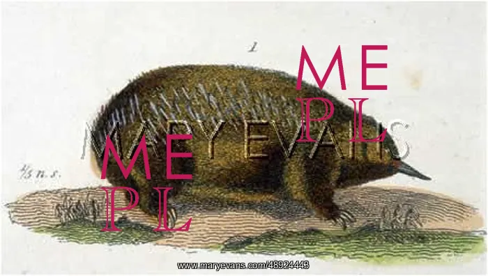  : ANIMAL / ECHIDNA SETOSA