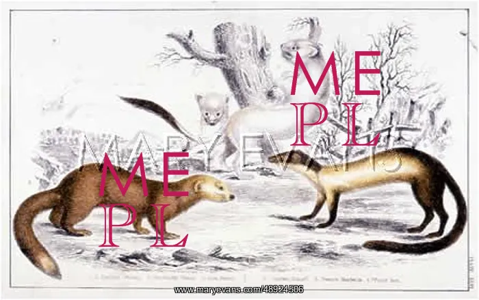 : ANIMAL / ERMINE ETC 19C : ANIMAL / ERMINE ETC 19C