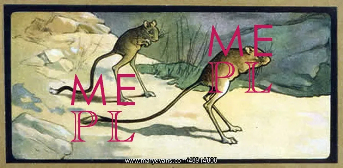  : ANIMAL / JERBOA 1914