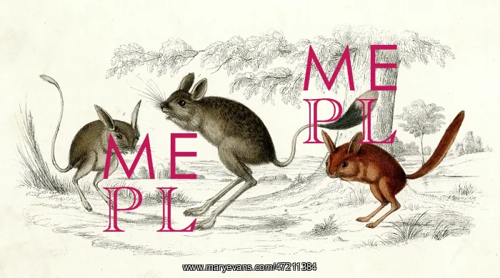 : ANIMAL / JERBOA 19C : ANIMAL / JERBOA 19C