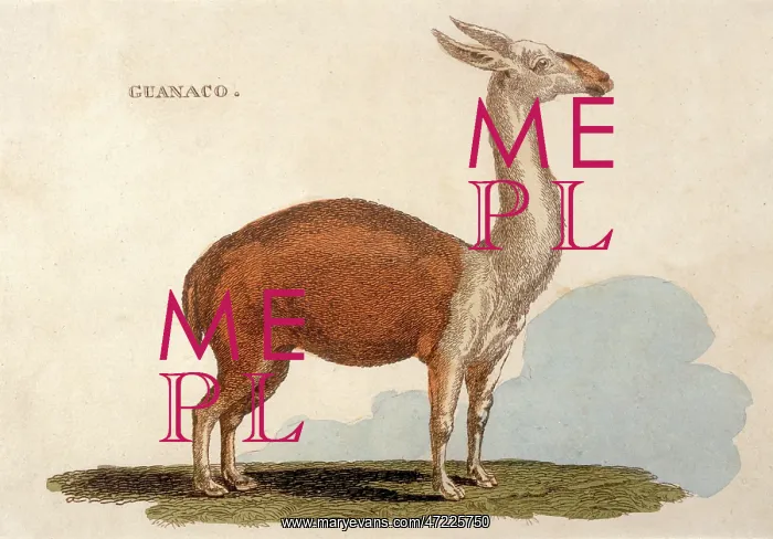 : ANIMAL / LLAMA / GUANACO : ANIMAL / LLAMA / GUANACO