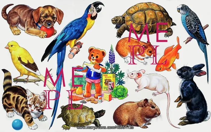  : Animal montage