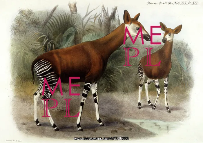  : ANIMAL / OKAPI 1903
