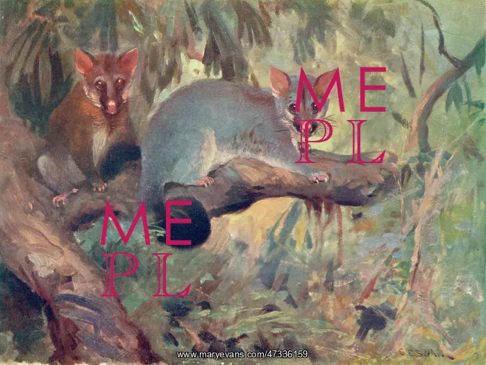 : ANIMAL / PHALANGER 1909 : ANIMAL / PHALANGER 1909