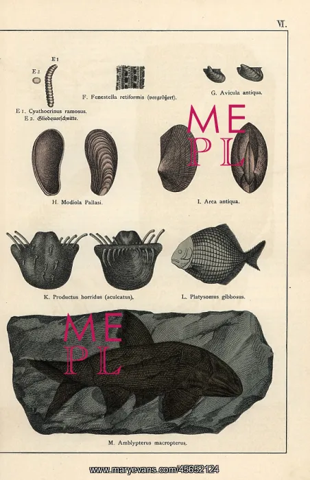 : Animal, shell and fish fossils : Animal, shell and fish fossils