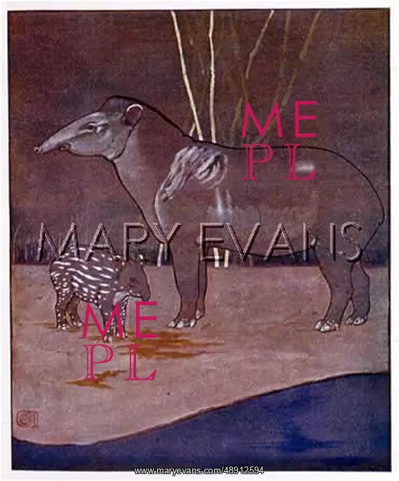 : ANIMAL / TAPIR 1912